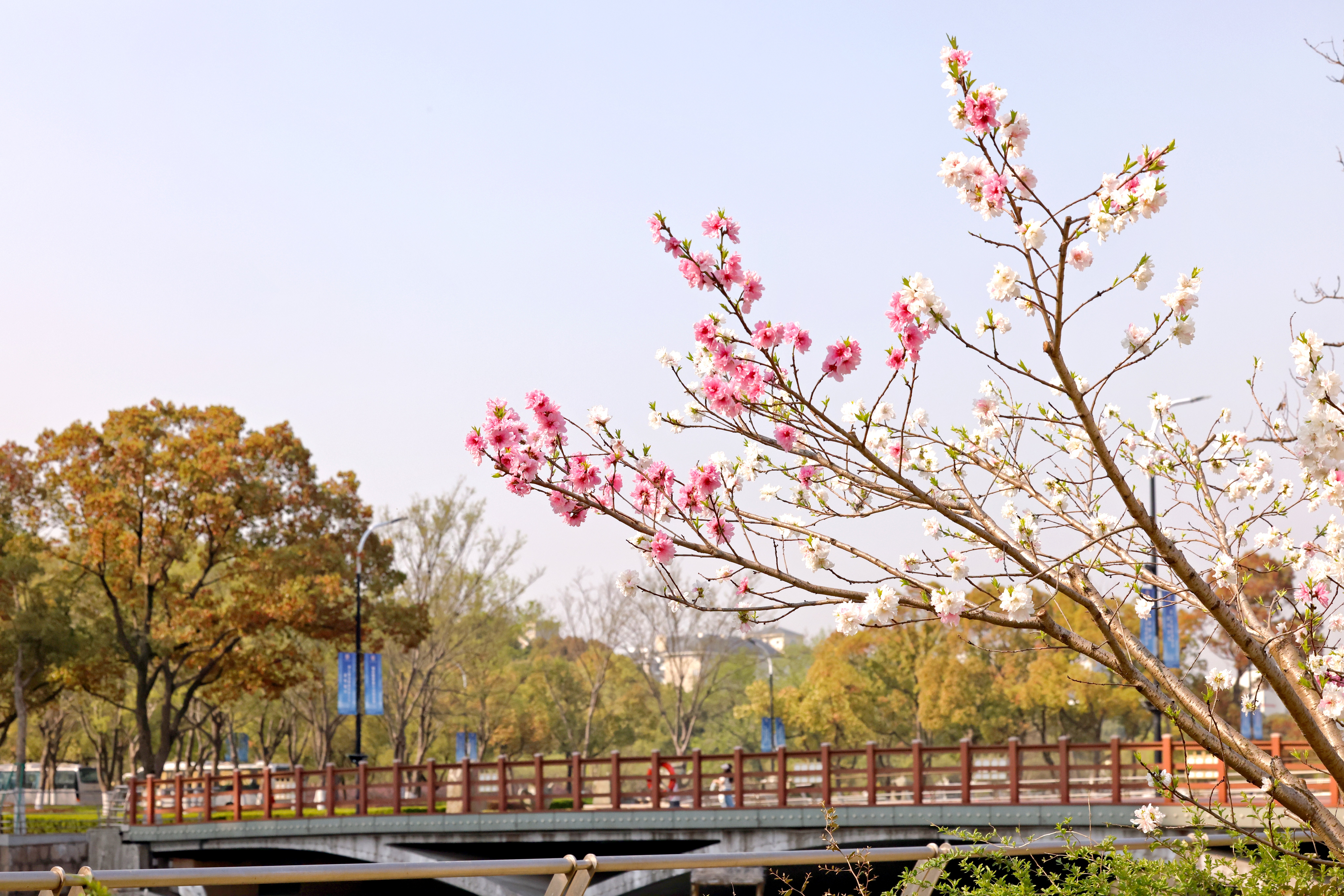 校园风景
